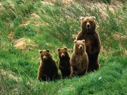 Orsa con i cuccioli