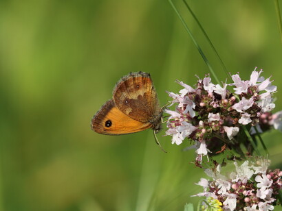 Gatekeeper with space on left for adding text in book design © Gehan de Silva Wijeyeratne