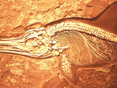 Fossile presso Krapina, Krapina-Zagorje, Croazia