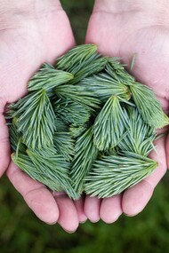 Le piante crescono senza fare chiasso