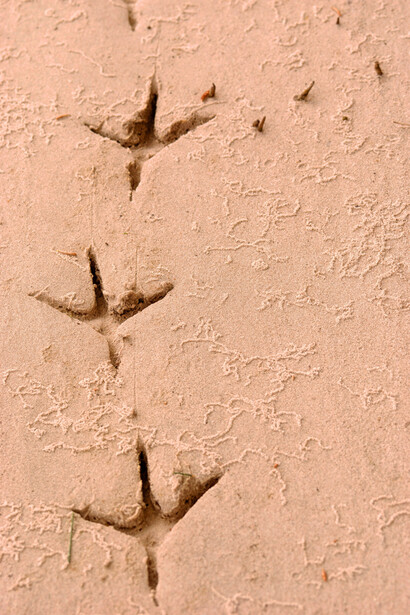"Sobre la arena, escritura de pájaros...