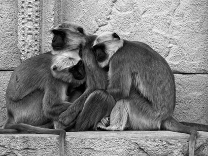 Una carica materna di carattere ormonale spinge all’adozione di un orfano