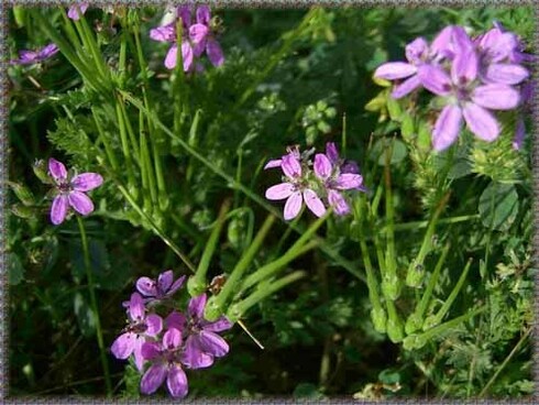 Erodium Laciniatum