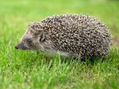 I ricci si nutrono di bruchi, larve, lumache e chiocciole