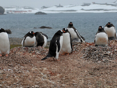 Pinguini a rischio nella penisola antartica