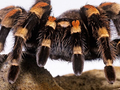 Zoology collections. Courtesy of Natural History Museum 