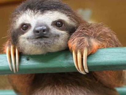 A funny Sloth