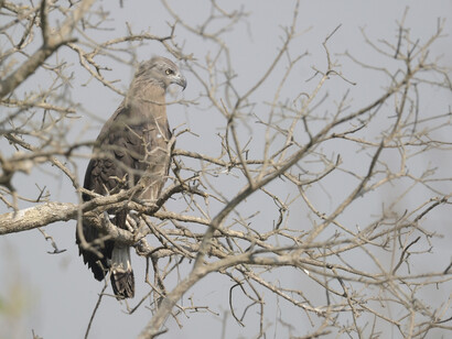 Dudhwa Tiger Reserve, ph. Aditya Havelia 