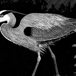 Ornithology. Courtesy of Royal BC Museum