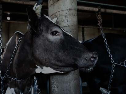 Farm animals, including cattle, contend with the constraints of living in chains on a farm