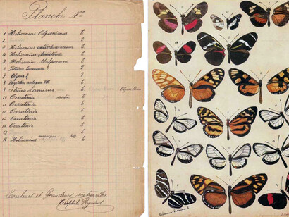 Lámina con varias especies de Nymphalidae (derecha) acompañados de una página con identificación manuscrita de Théophile Raymond (izquierda). En la parte inferior, en francés, indica el naturalista que los dibujos son de color y tamaño natural, firmando debajo de la frase
