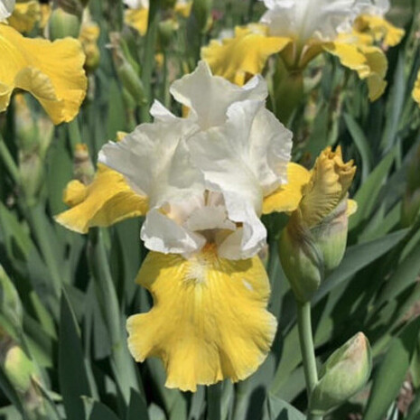 Iris Wiki. Tiempo de discernir cuál será nuestro destino, que será el ideal porque podremos recrear un mundo más equilibrado y acorde con las posibilidades de innovación de la humanidad