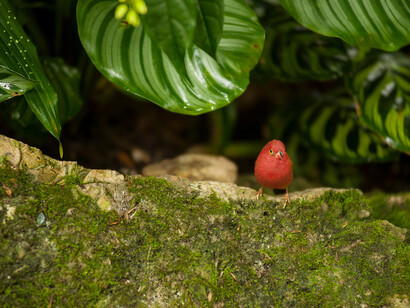 Butterfly Rainforest. Courtesy of Florida Museum of Natural History 