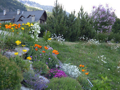 Giardino roccioso, in cui crescono pini mughi, papaveri alpini, garofanini e altre specie da montagna; sullo sfondo, un grande lillà in fiore