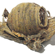 David Morrison, Paper Wasp Series No. 3, 2018, colored pencil on paper, 15.75 x 22.25 in.