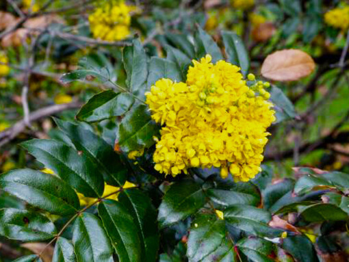 Berberis, commonly known as barberry, is a large genus of deciduous and evergreen shrubs ranging from 1 to 5 meters (3.3 to 16.4 feet) in height, found across temperate and subtropical regions worldwide