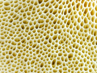 Close up of the porous surface texture of a Terfezia desert truffle