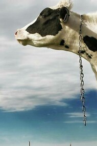 Cow looking sideways