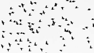 Las aves son el adorno número uno de la vida, y en forma gratuita