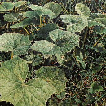 Franz Gertsch. Courtesy of Museum Franz Gertsch