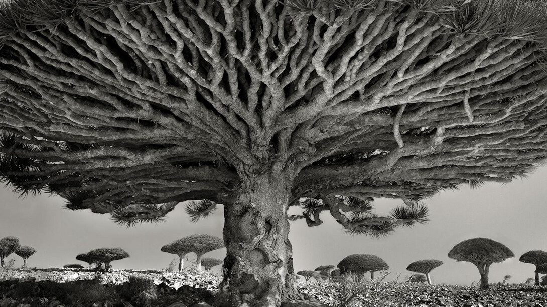 Isola di Socotra - Albero del sangue di drago