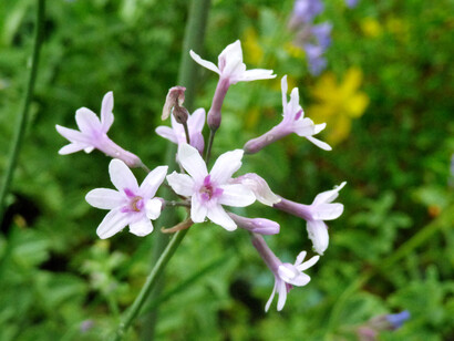 Tulbaghia violacea