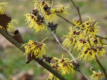 Parco Sempione, amamelidi in fiore