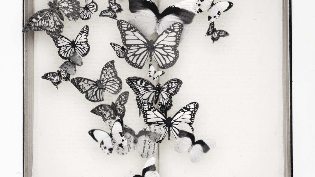 Butterfly, credit Rich Hendry