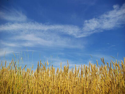 Campo di grano