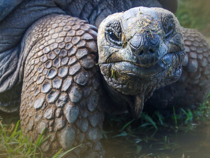Another example of the giant tortoise species, thus getting nicknamed Big Daddy