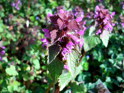 Lamium purpureum