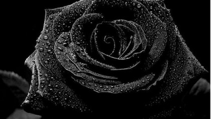 Black rose