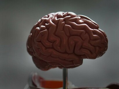 L'asse cervello-intestino è coinvolto nell'IBS per una comunicazione neurale e segnali di dolore: è una comunicazione bidirezionale tra il cervello e l'intestino