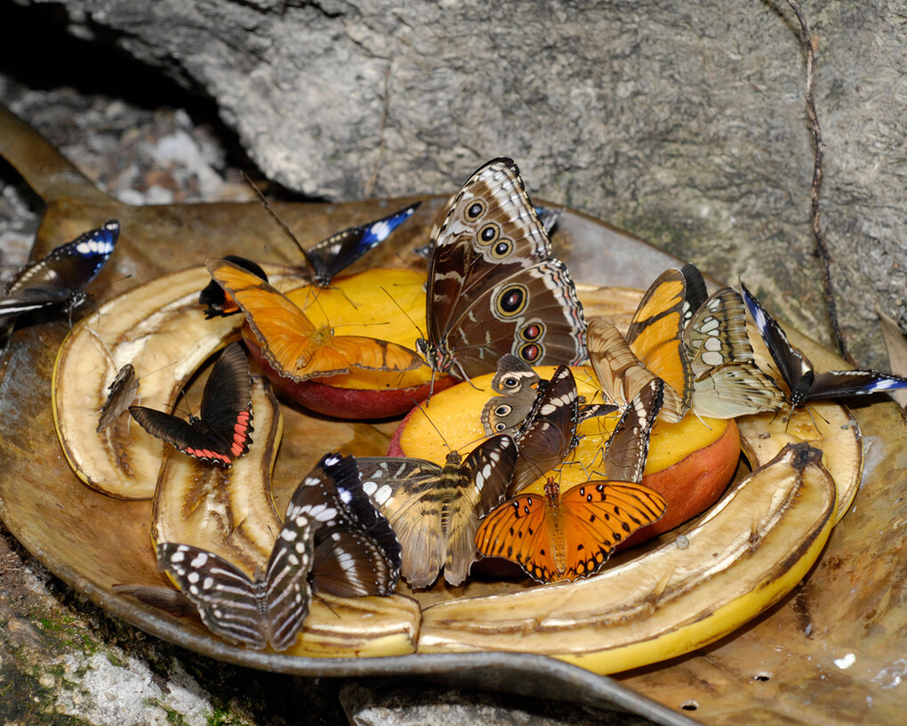 Butterfly Rainforest. Courtesy of Florida Museum of Natural History 