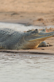 Gharial GPS logger on tail and a VHF Radio behind head © Gehan de Silva Wijeyeratne