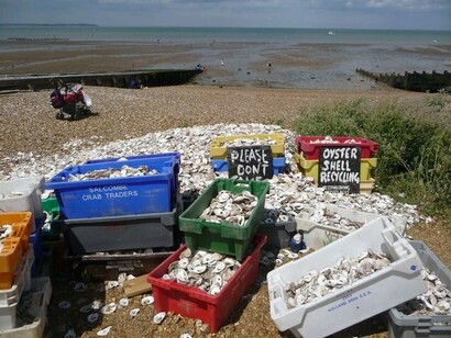 Bins overflow with discarded oyster shells on a coastal shoreline part of a community driven recycling iniciative