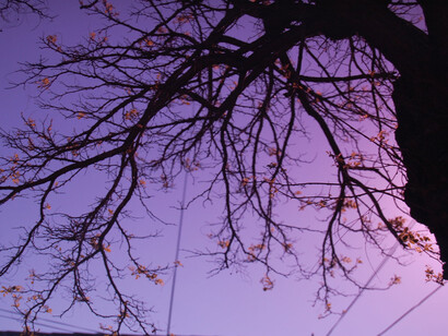 Haiku. Árbol deshojado