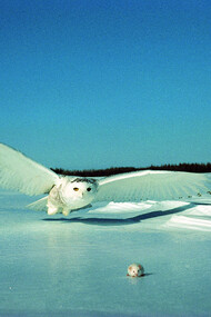 The Bubo Scandiacus