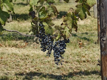 Grappoli in vigna, Langhe, provincia di Cuneo, Piemonte, Italia