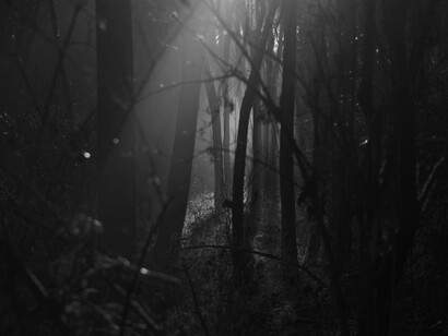 Misty forest landscape, stormy moors, dark romantic atmosphere