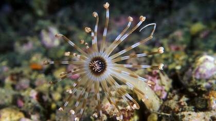 L'Anenome, un esempio di benthos