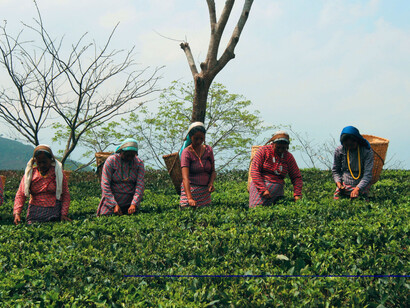 Women tea pluckers near a tea estate in Upper Assam