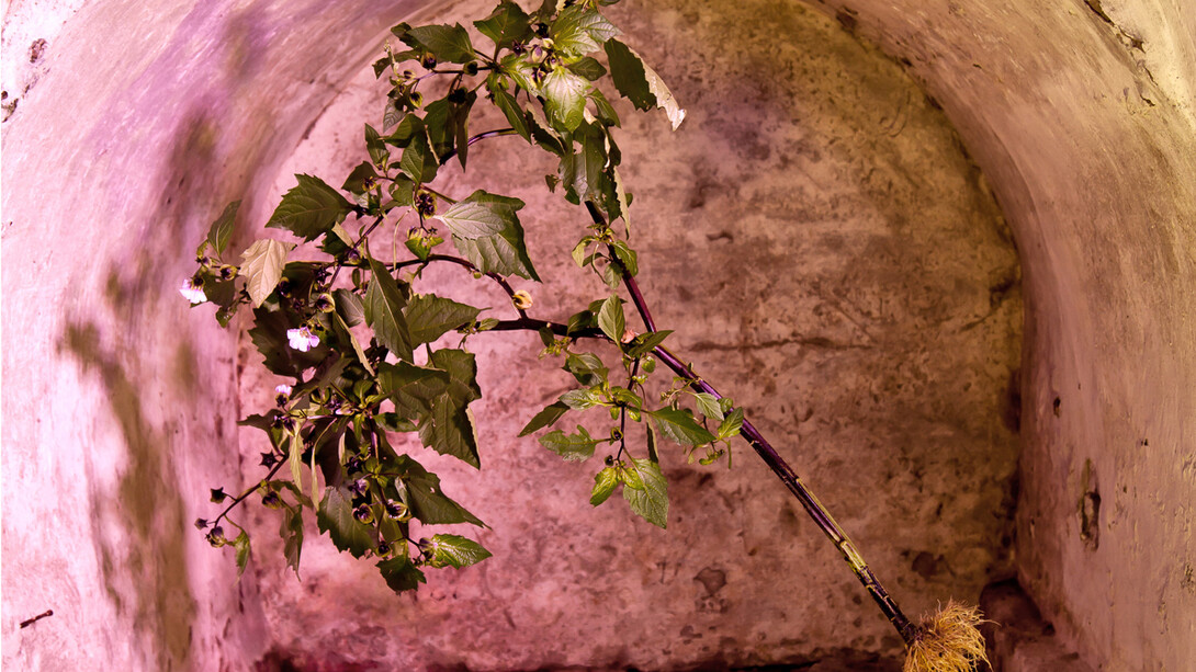 Naked Plants, #02