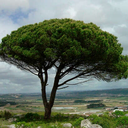 Pinheiro-manso. Estas duas coníferas são conhecidas pela forma da sua copa (no caso do pinheiro-bravo, triangular e, no caso do pinheiro-manso, curvilínea)