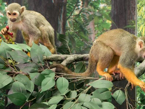 Monkeys. Courtesy of Royal Belgian Institute of Natural Sciences