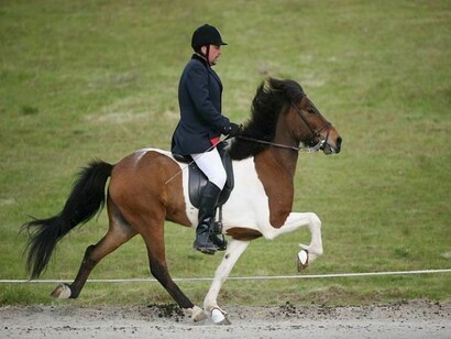 Riding an icelandic horse
