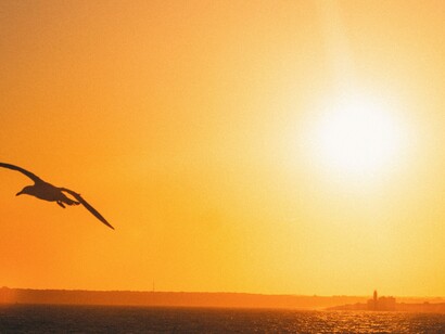 Pássaro voando em direção ao sol