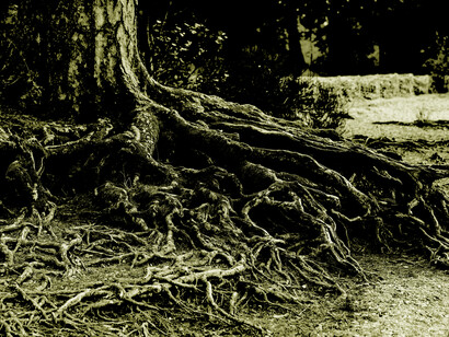 Siamo come alberi