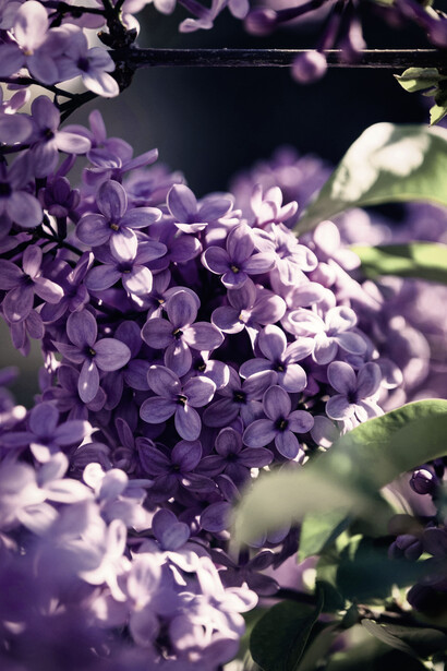 Retazos que brotan entre las remembranzas de lo que pudo ser y crecen estridentes en la resonancia de lo que nunca fue