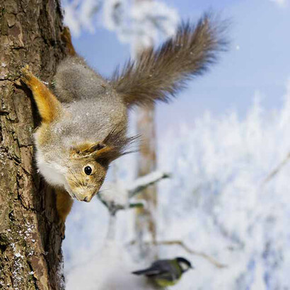The Natural History Museum. Courtesy of Vapriikki